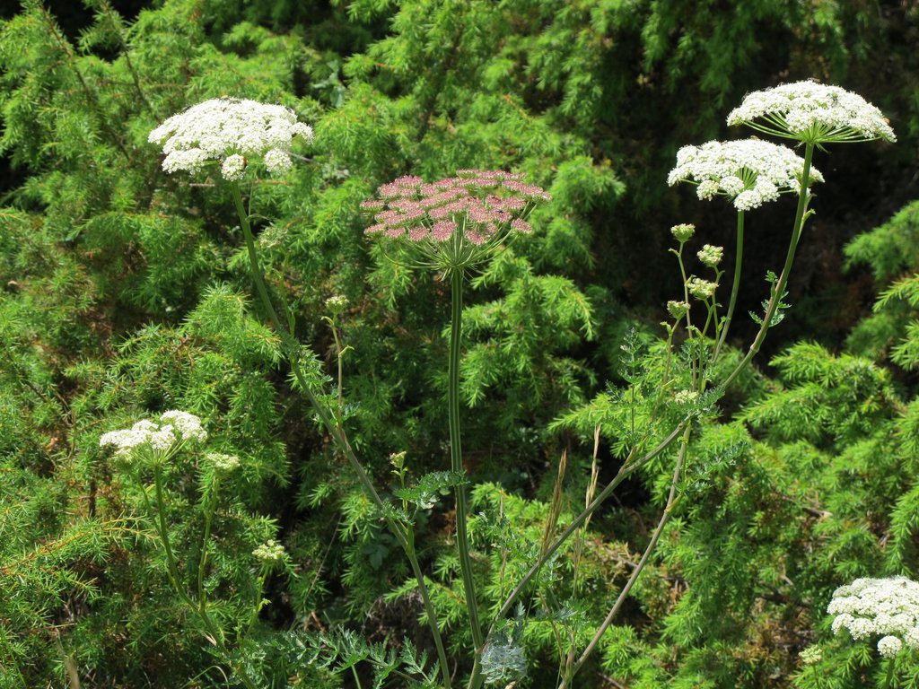Libanotis pyrenaica